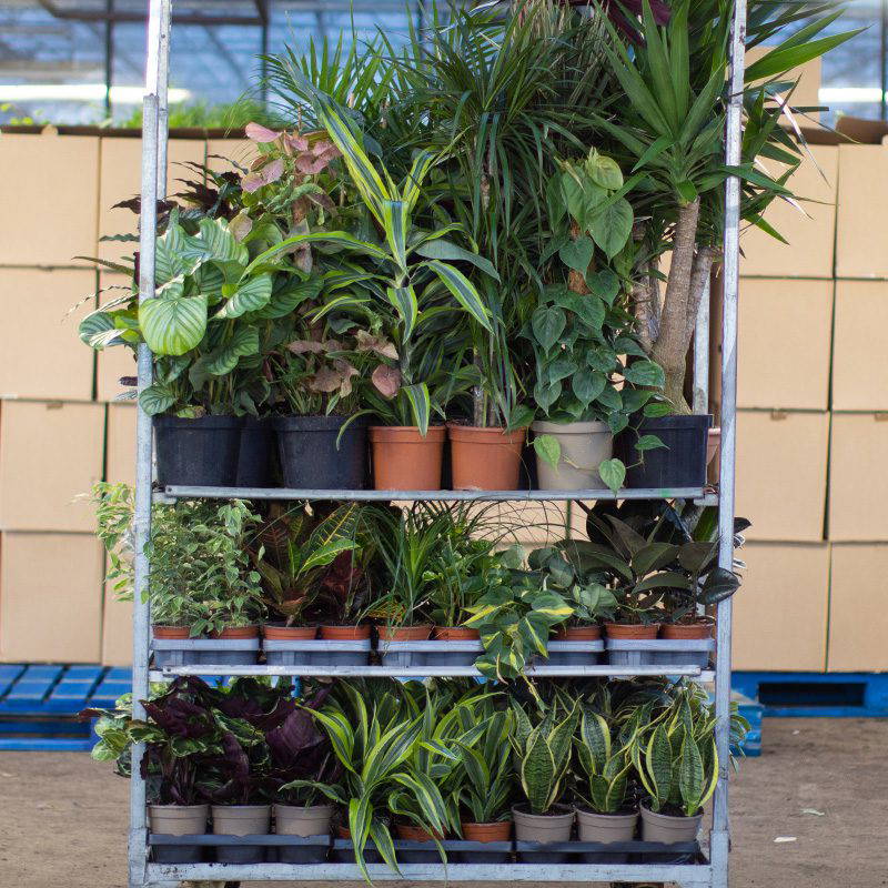 PROMO Growers Choice Trolley Mix - 10% OFF. WAS £507.45 NOW £456.70 - Image 3