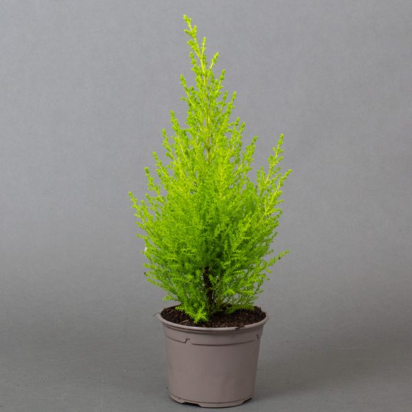 Conifer Goldcrest 13cm pot