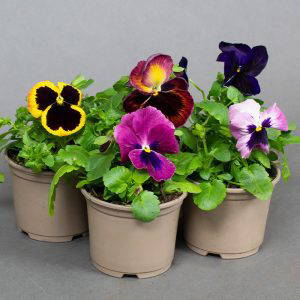 Pansy Mixed 10.5cm pot