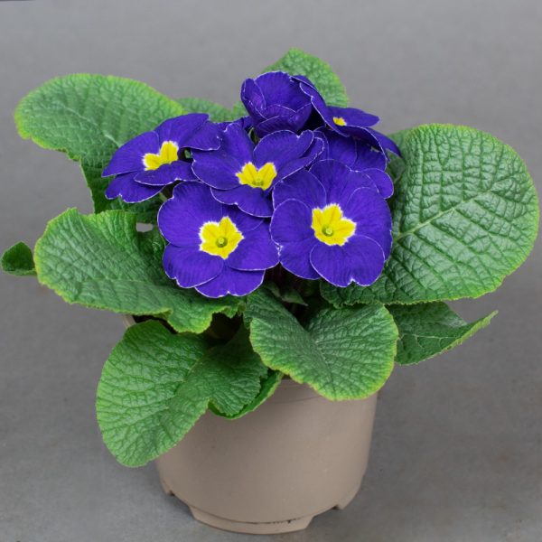 Primrose Acaulis Blue with Yellow Eye 10.5cm pot