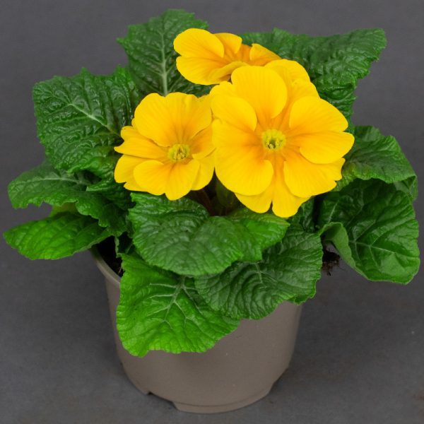 Primrose Acaulis Dark Yellow 10.5cm pot