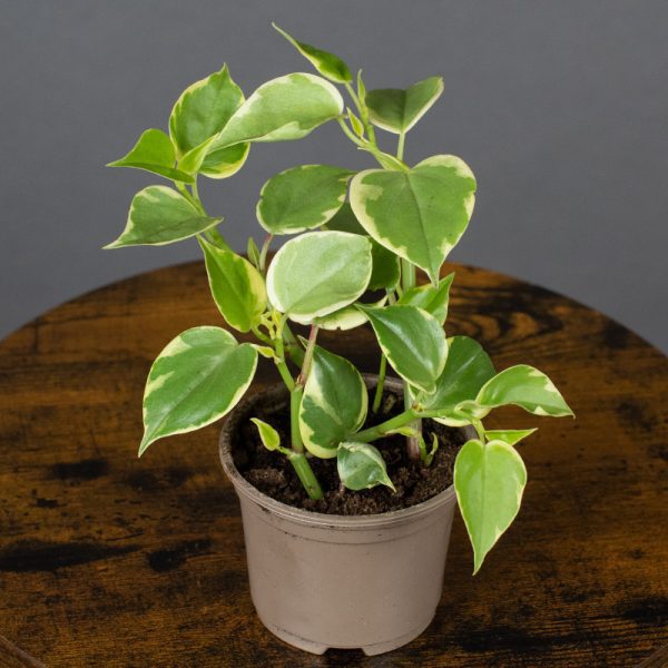 Peperomia Scandens Variegata 9cm pot