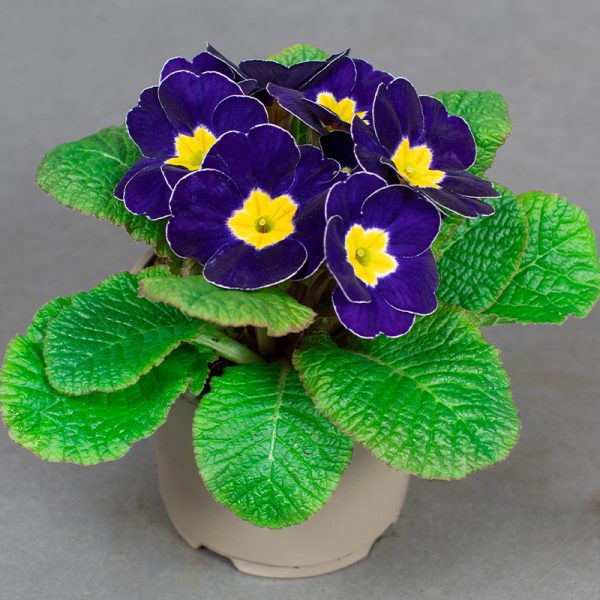 Primrose Acaulis Dark Blue with Yellow Eye 10.5cm pot