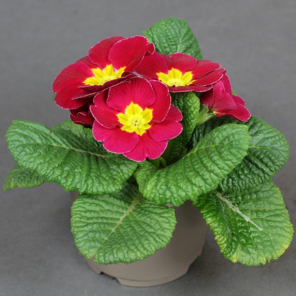 Primrose Acaulis Cerise Pink 10.5cm pot