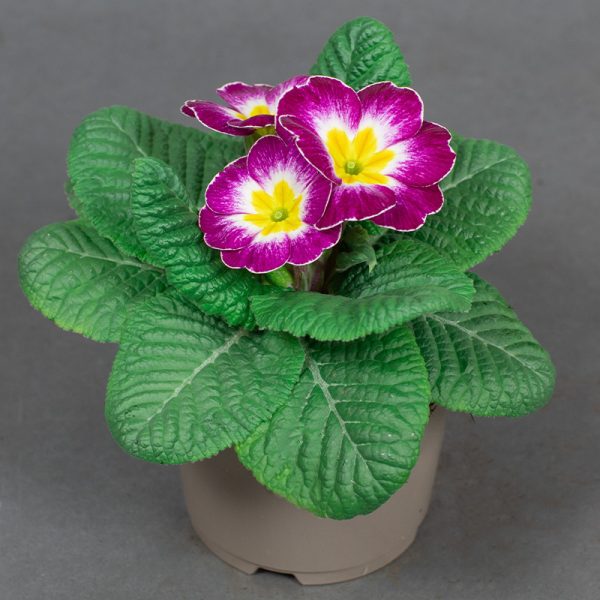 Primrose Acaulis Pink with White/Yellow Eye 10.5cm pot