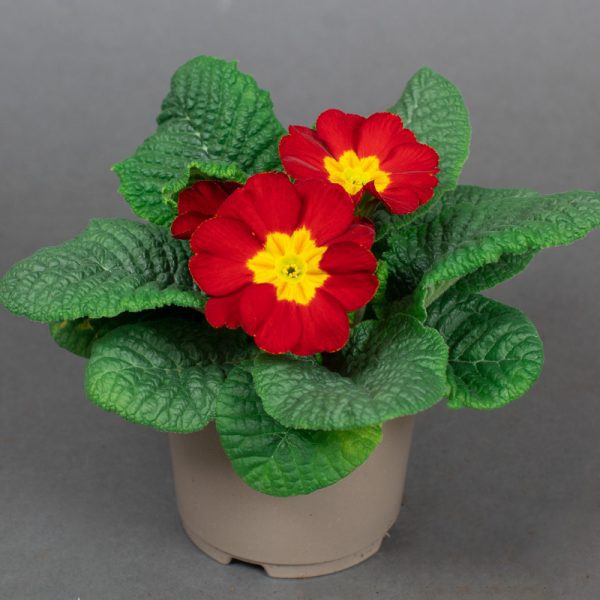 Primrose Acaulis Red 10.5cm pot