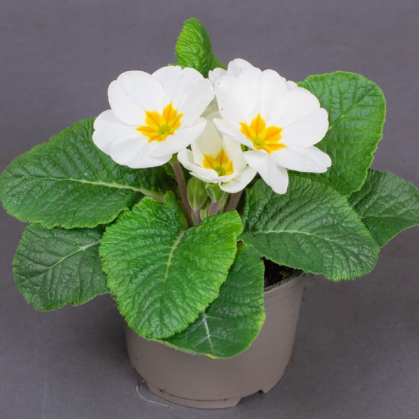 Primrose Acaulis White 10.5cm pot