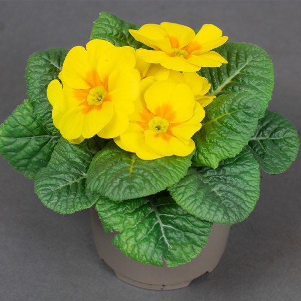 Primrose Acaulis Yellow 10.5cm pot