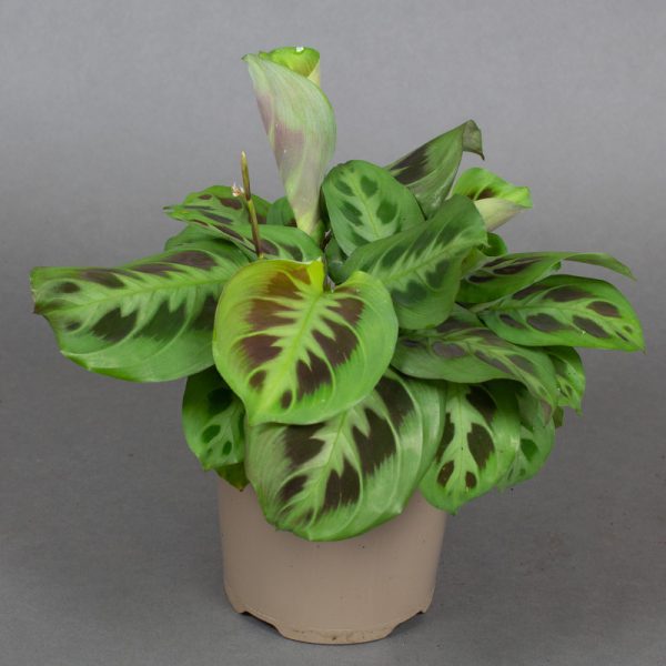 Maranta leuconeura 13cm pot