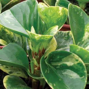 Peperomia Obtusifolia Marble 15cm pot