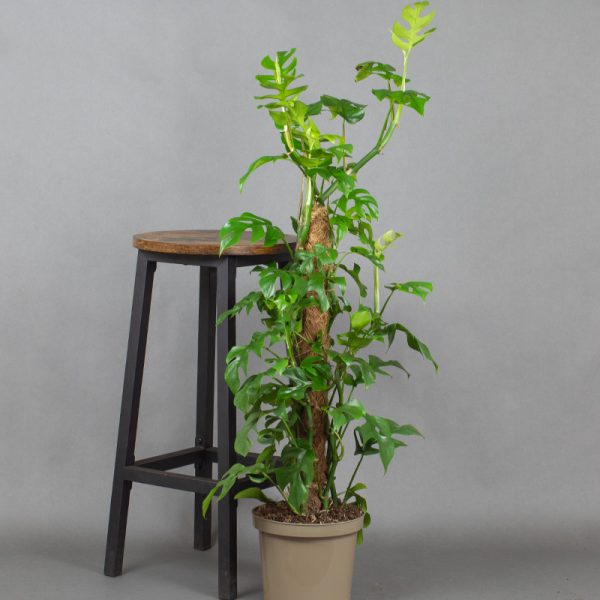 Philodendron Minima Moss Pole 4L Pot