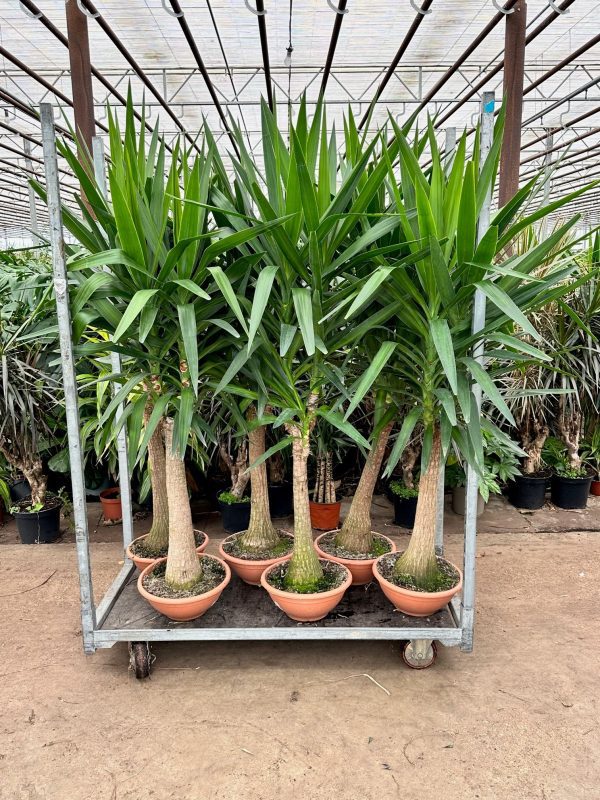 Trolley Deal 2 - Elephant Foot Yucca H1.8M
