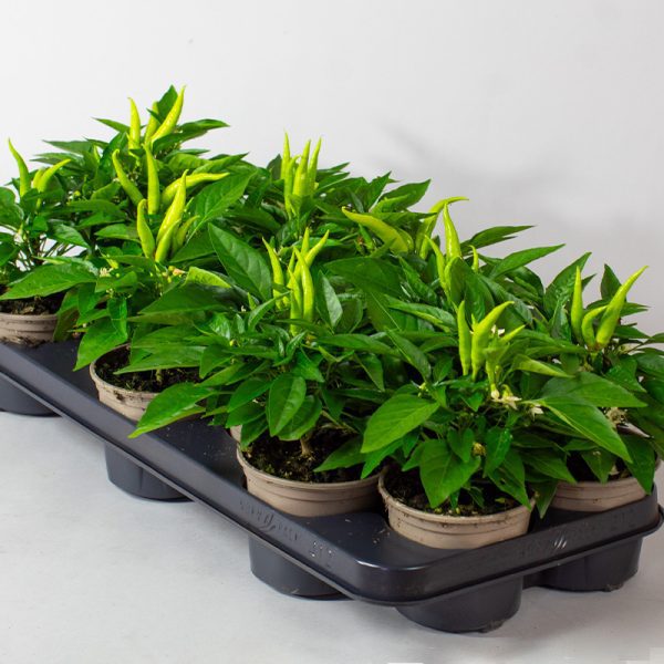 Ornamental Chilli 10.5cm Pot