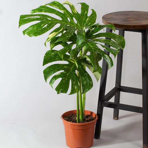 Monstera Thai Constellation Rooted Growing Shoots 3L pot 3 Leaves