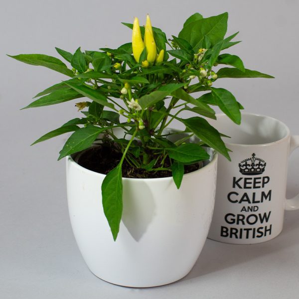 Ornamental Chilli 10.5cm Pot - Image 2