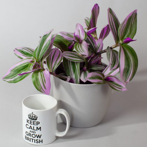 Tradescantia Nanouk 13cm pot