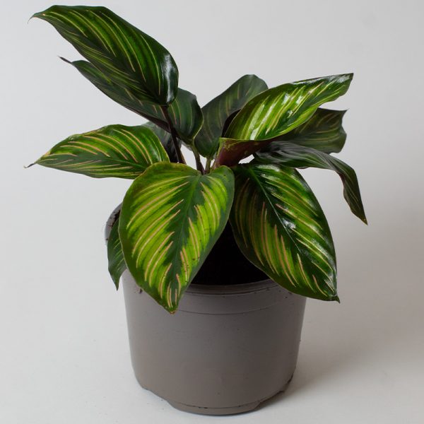 Calathea Beauty Star 13cm pot