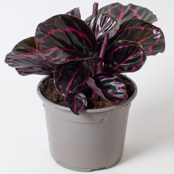 Calathea Roseopicta Dottie 13cm pot