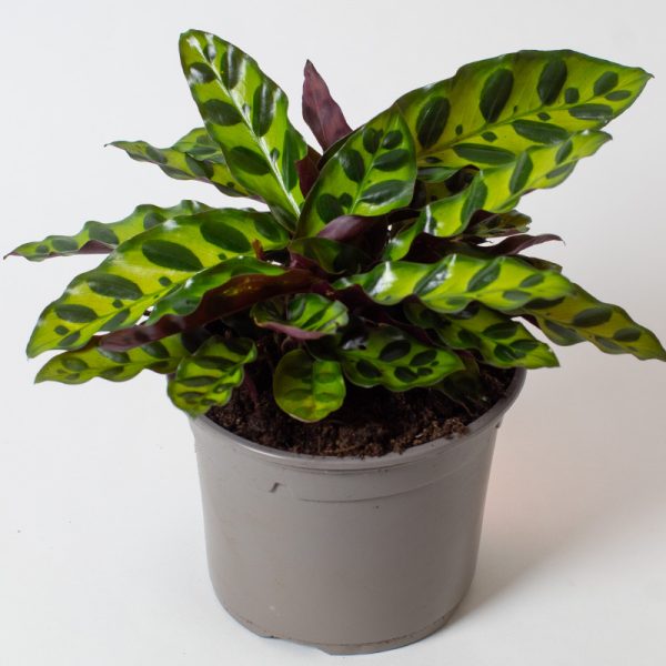 Calathea Insignis 13cm