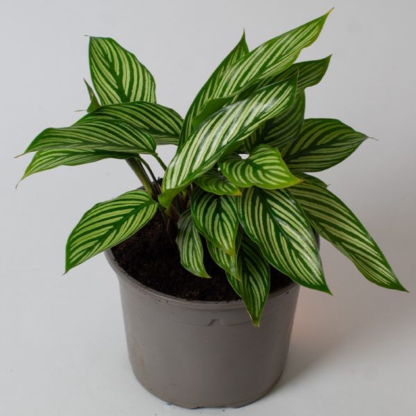 Calathea elliptica Vittata 13cm pot