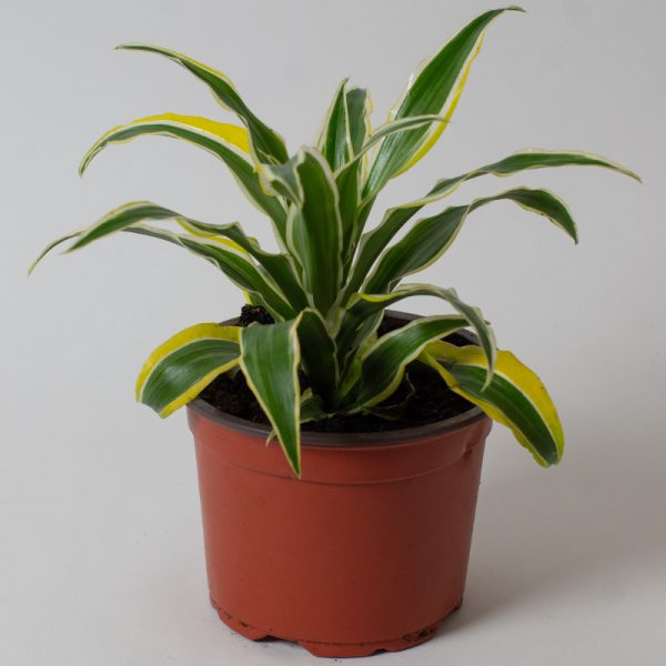 Dracaena fragrans Surprise 13cm pot