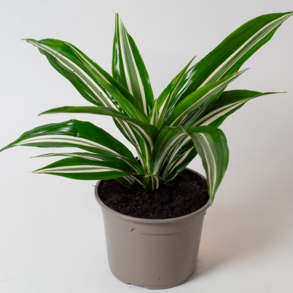 Dracaena fragrans Green White 13cm pot