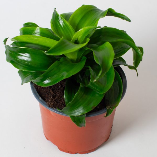 Dracaena fragrans Twister 13cm pot