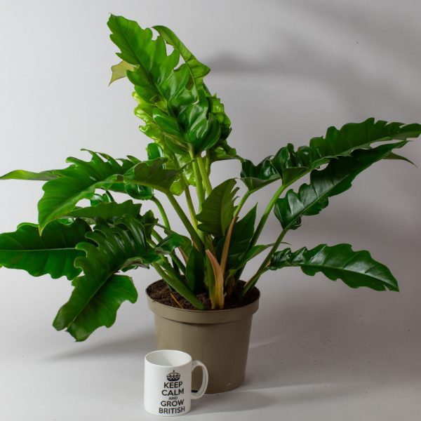 Philodendron Narrow 4L pot