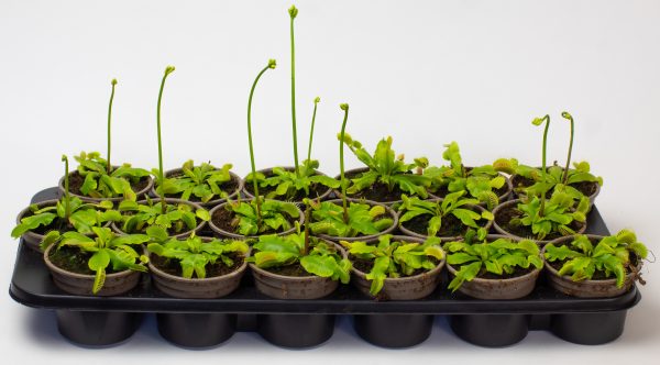 Venus Fly Trap 9cm Pot