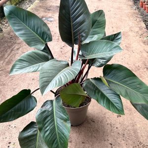 Philodendron Rojo Congo 7.5L pot