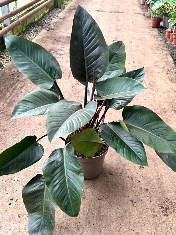 Philodendron Rojo Congo 7.5L pot