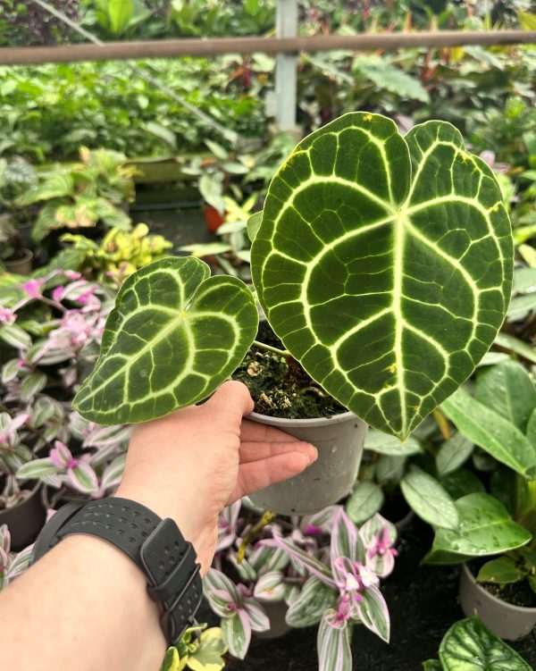 Anthurium Clarinervium 13cm pot