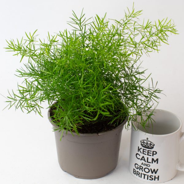 Asparagus Sprengeri 13cm pot