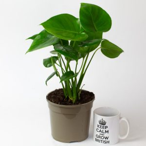 Monstera Deliciosa 15cm pot