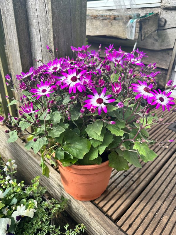 Senetti Patio Planter 23cm