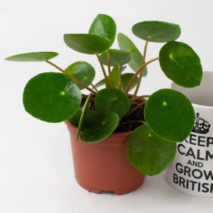 Pilea Peperomoides 9cm pot