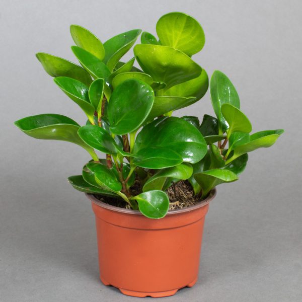 Peperomia Obtusifolia Green 13cm pot