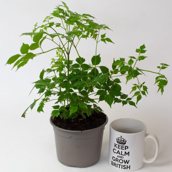 Radamachera 13cm pot