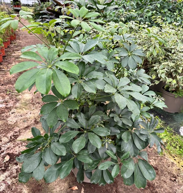 Schefflera Heptapleurum 10L pot