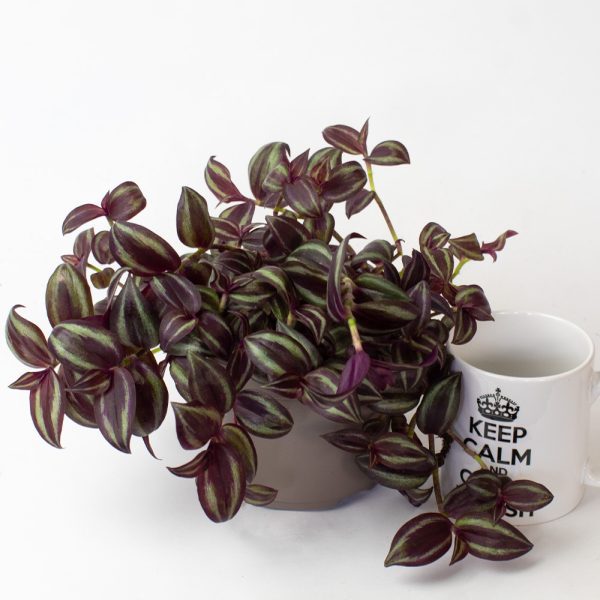Tradescantia zebrina Purple 13cm pot