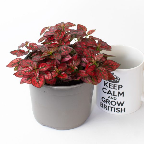 Hypoestes Sanguinolenta Red 13cm pot