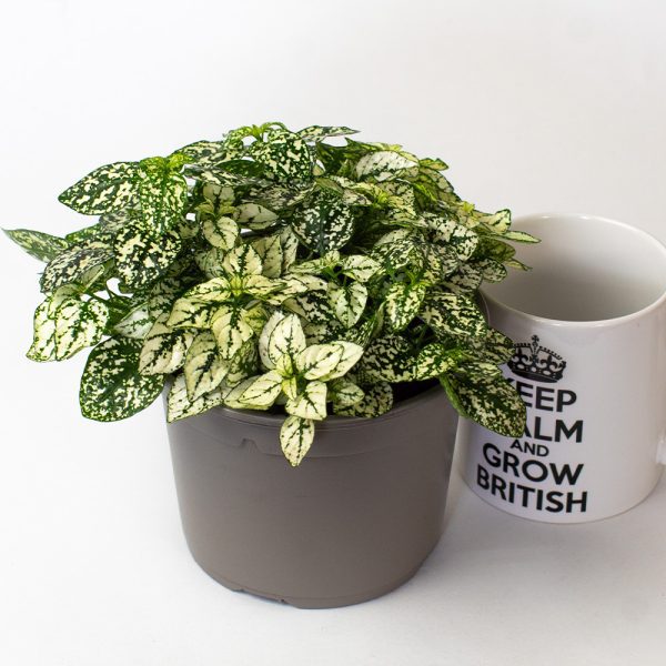 Hypoestes Sanguinolenta White 13cm pot