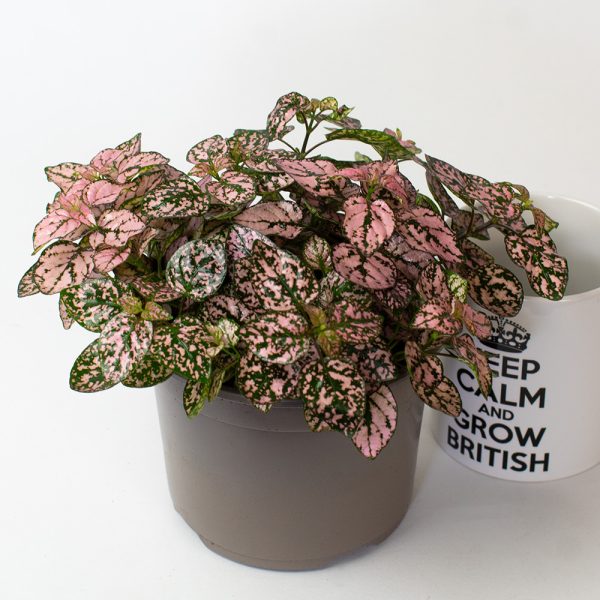 Hypoestes Sanguinolenta Pink 13cm pot