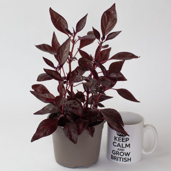Iresine Herbestii Cherry Blood Leaf 13cm Pot