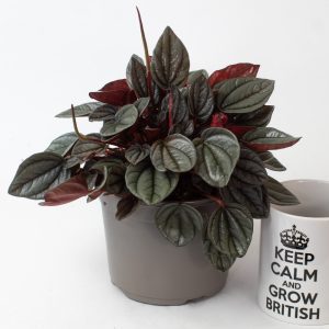 Peperomia Caperata 13cm pot