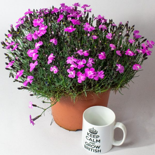 Perennial Mixed Selection 3L pot - Image 4