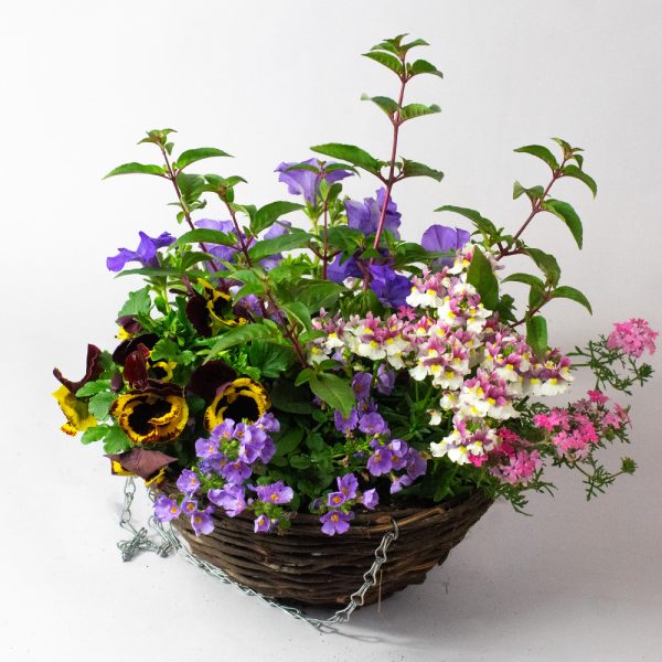Summer Hanging Basket 12Inch