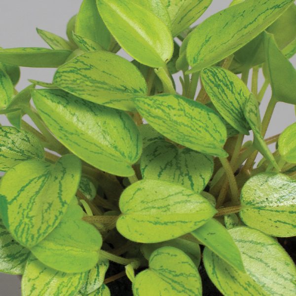 Peperomia Orba Lime 13cm pot