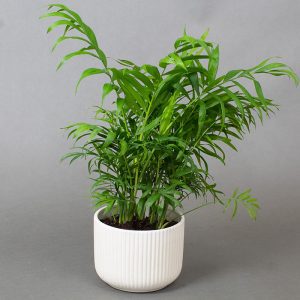 Chamaedorrea 13cm pot