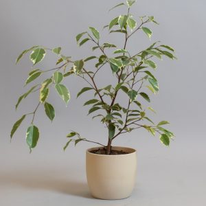 Ficus Benjamina Variegated 13cm Pot